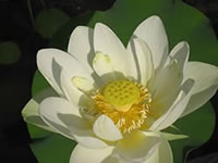 Aquatics Lotus
